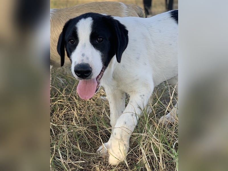 Rico, geb. ca. 05/2022, lebt in GRIECHENLAND, auf einer privaten Pflegestelle