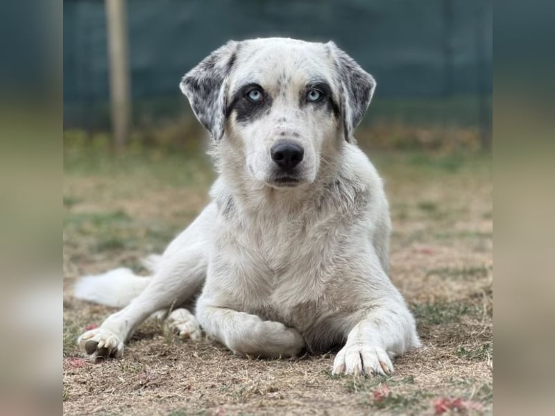 Snow, geb. ca. 06/2023, lebt auf einer Pflegestelle in 47652 Weeze