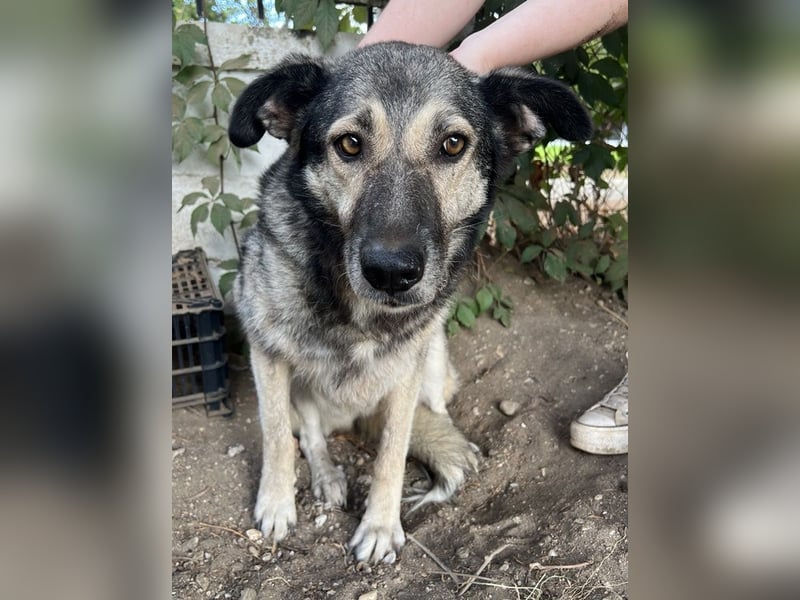 Quarta, geb. ca. 09/2018, lebt in GRIECHENLAND, auf einer privaten Pflegestelle