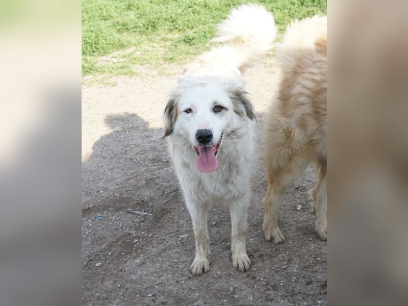 Eika, geb. ca. 02/2023, lebt in GRIECHENLAND, im städt. Tierheim Serres