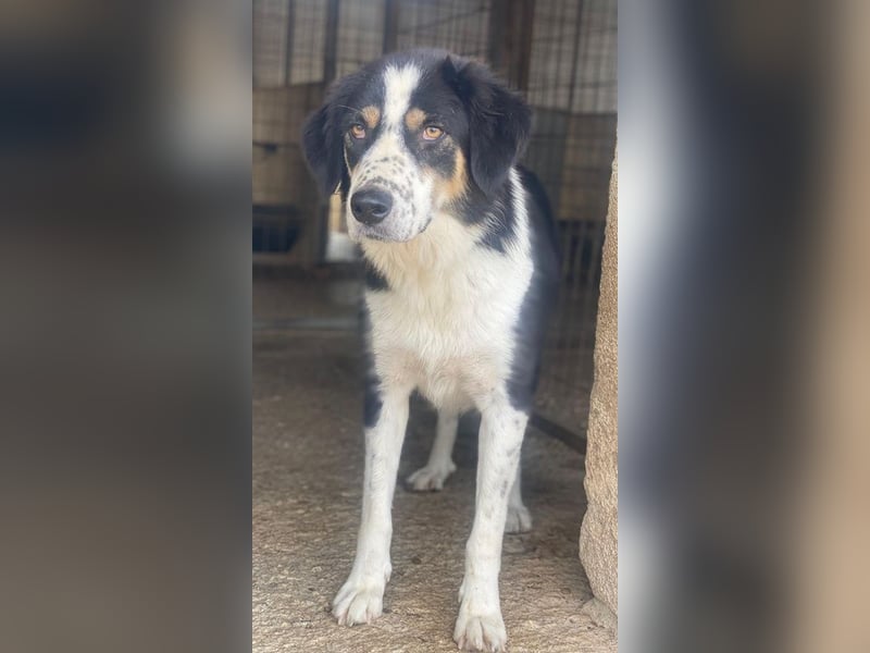 Xanda, geb. ca. 03/2023, lebt in GRIECHENLAND, im städt. Tierheim Serres