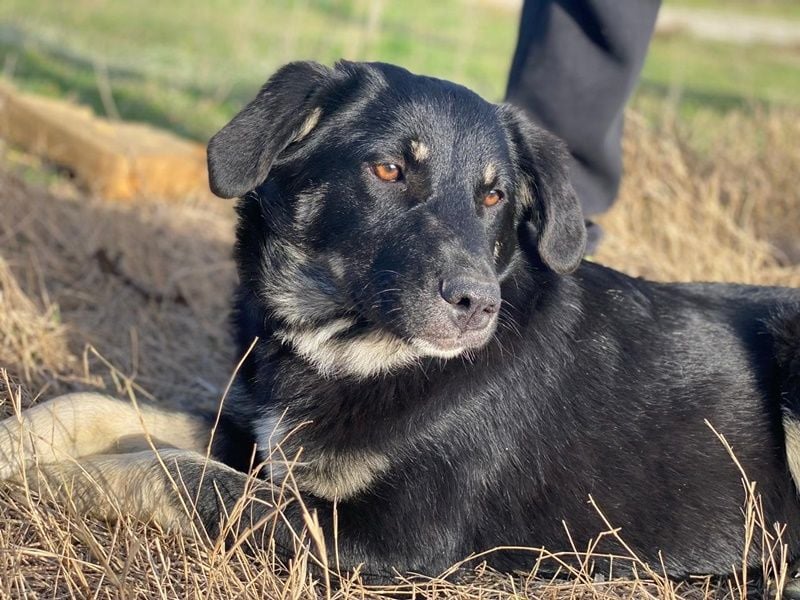 Ella, geb. ca. 09/2024, lebt in GRIECHENLAND, im städt. Tierheim Serres