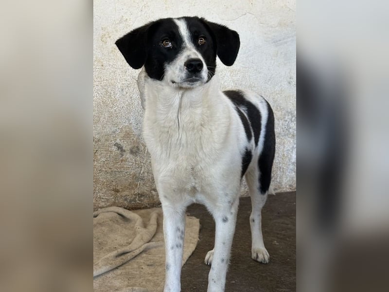 Lino, geb. ca. 03/2024, lebt in GRIECHENLAND, auf einer privaten Pflegestelle