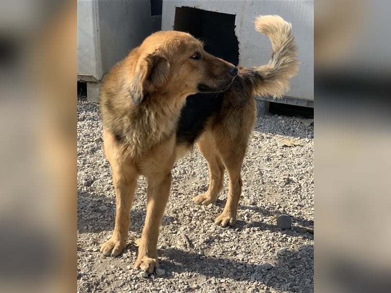 Kerchak, geb. ca. 07/2021, lebt in GRIECHENLAND, im städt. Tierheim Serres
