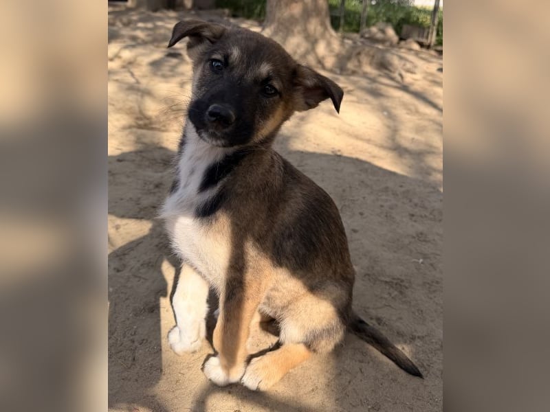 Goudy, geb. ca. 12/25, lebt in GRIECHENLAND, auf einer privaten Pflegestelle