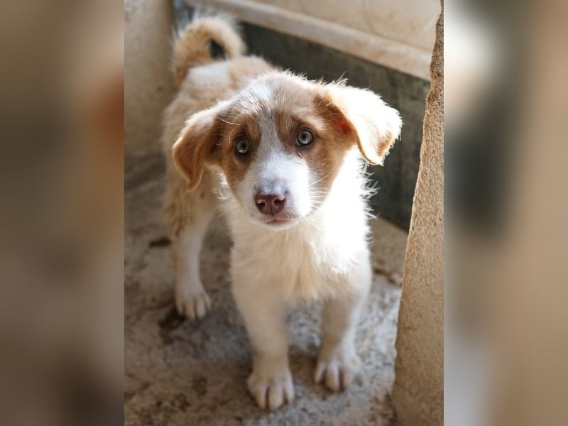 Josefine, geb. ca. 12/2025, lebt in GRIECHENLAND, im städt. Tierheim Serres