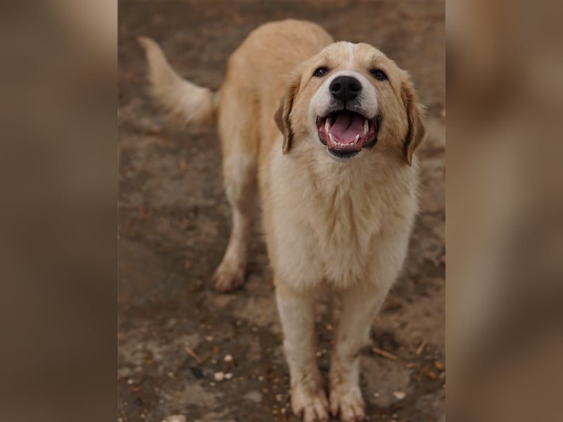 Alrakis, geb. ca. 07/2023, lebt in GRIECHENLAND, auf einer privaten Pflegestelle