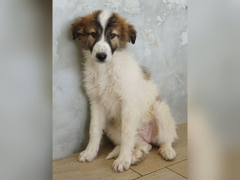 Vera, geb. ca. 12/2025, lebt in GRIECHENLAND, auf einer privaten Pflegestelle