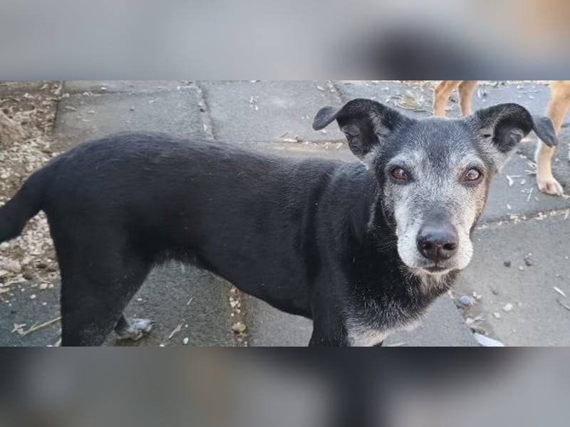 Lilika, geb. ca. 06/2015, lebt in GRIECHENLAND, auf einer privaten Pflegestelle