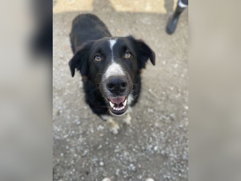 Meredith, geb. ca. 01/2022, lebt in GRIECHENLAND, auf einem Gelände, auf dem die Hunde notdürftig ve