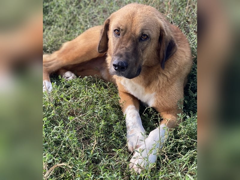 Maletto, geb. ca. 09/2018, lebt in GRIECHENLAND, im städt. Tierheim Serres