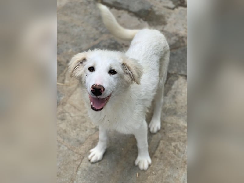 Frauke, geb. ca. 11/2023, lebt in GRIECHENLAND, auf einer privaten Pflegestelle