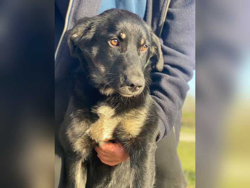 Ella, geb. ca. 09/2024, lebt in GRIECHENLAND, im städt. Tierheim Serres