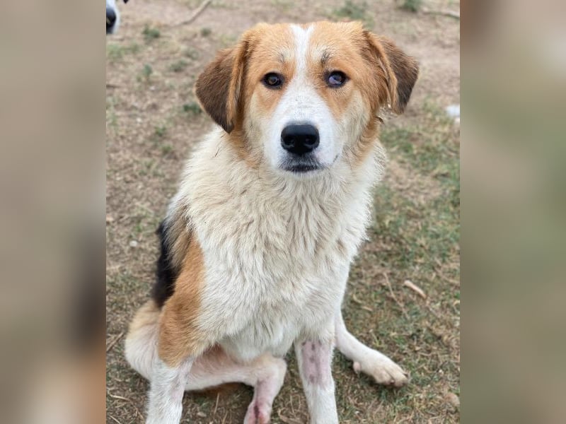 Carys, geb. ca. 10/2024, lebt in GRIECHENLAND, im städt. Tierheim Serres