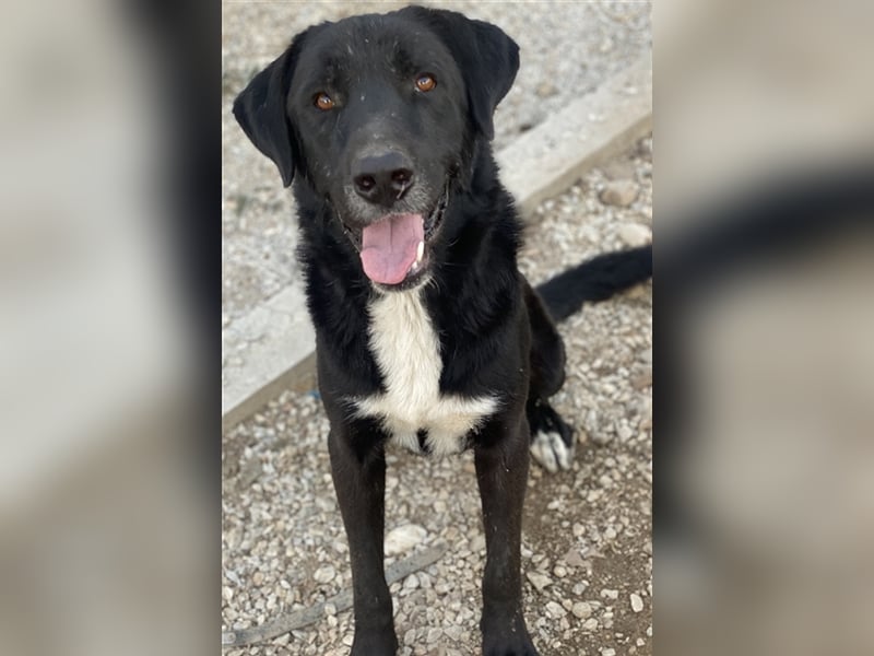 Cupid, geb. ca. 03/2020, lebt in GRIECHENLAND, im städt. Tierheim Serres