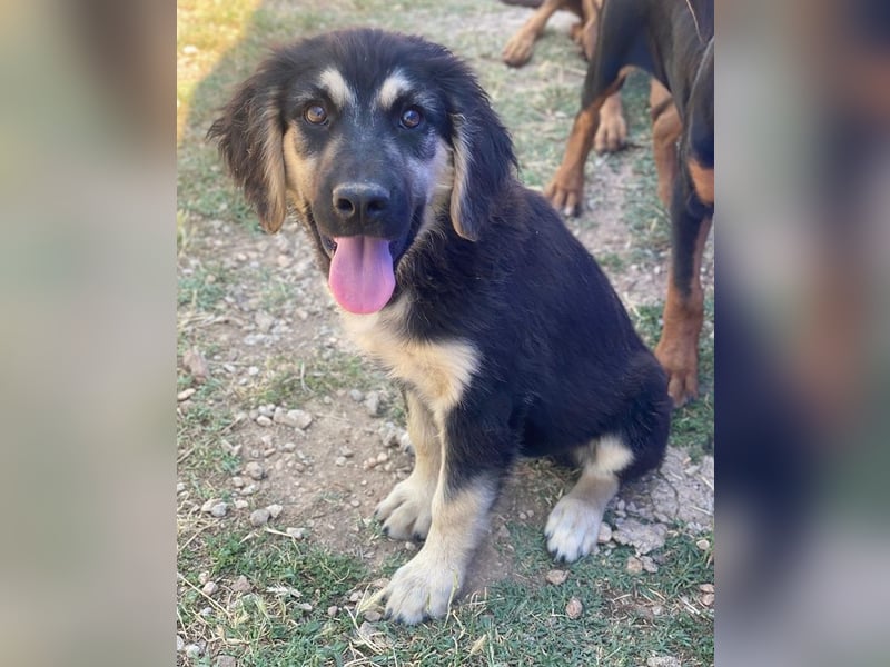 Quana, geb. ca. 02/2025, lebt in GRIECHENLAND, auf einer privaten Pflegestelle