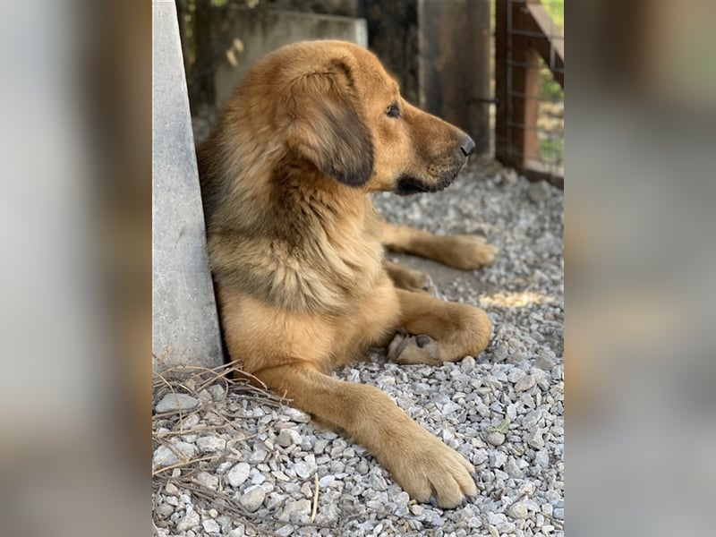 Kerchak, geb. ca. 07/2021, lebt in GRIECHENLAND, im städt. Tierheim Serres