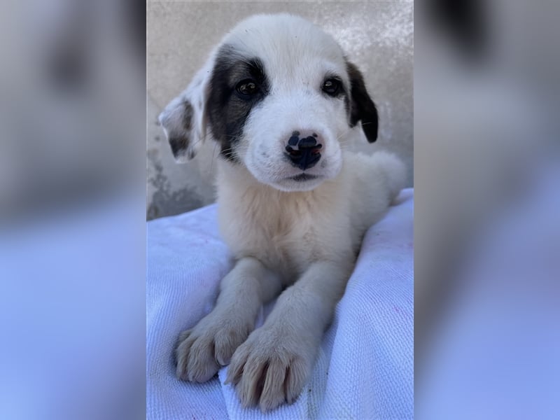 Alain, geb. ca. 06/2023, lebt in GRIECHENLAND, im städt. Tierheim Serres