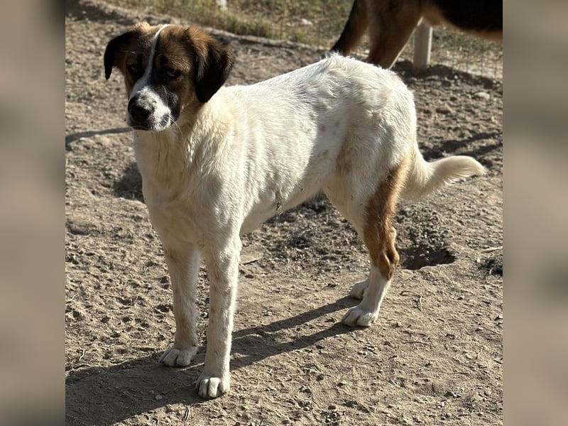 Fiva, geb. ca. 02/2024, lebt in GRIECHENLAND, im städt. Tierheim Serres