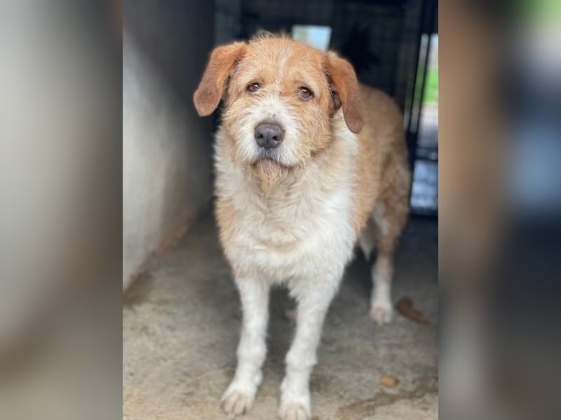 Yvaine, geb. ca. 05/2024, lebt in GRIECHENLAND, im städt. Tierheim Serres