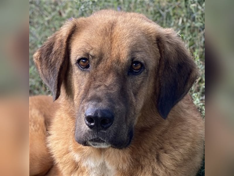 Maletto, geb. ca. 09/2018, lebt in GRIECHENLAND, im städt. Tierheim Serres