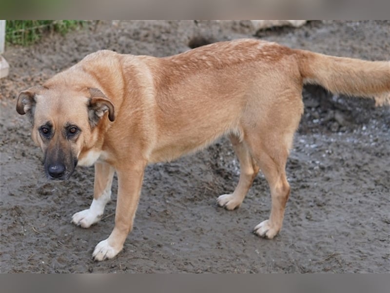Wilhelmine Johanna, geb. ca. 10/2019, lebt in GRIECHENLAND, im städt. Tierheim Serres