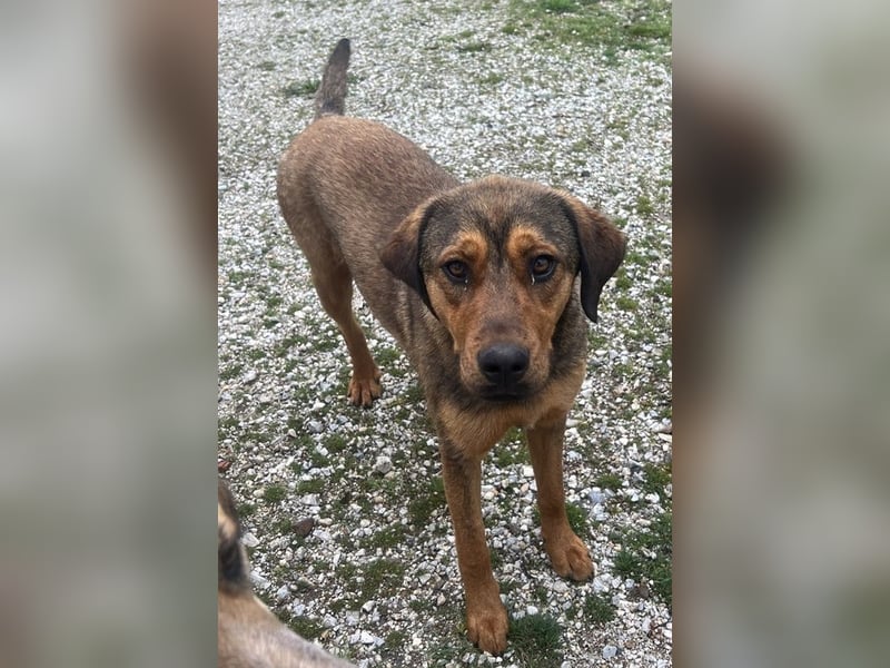 Valmira, geb. ca. 05/2024, lebt in GRIECHENLAND, auf einem Gelände, auf dem die Hunde notdürftig ver