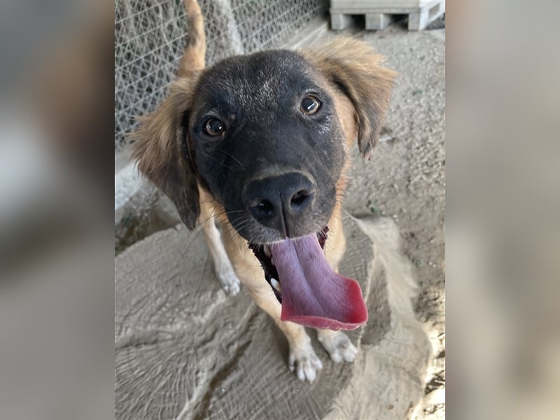 Lacasito, geb. ca. 01/2022, lebt in GRIECHENLAND, im städt. Tierheim Serres