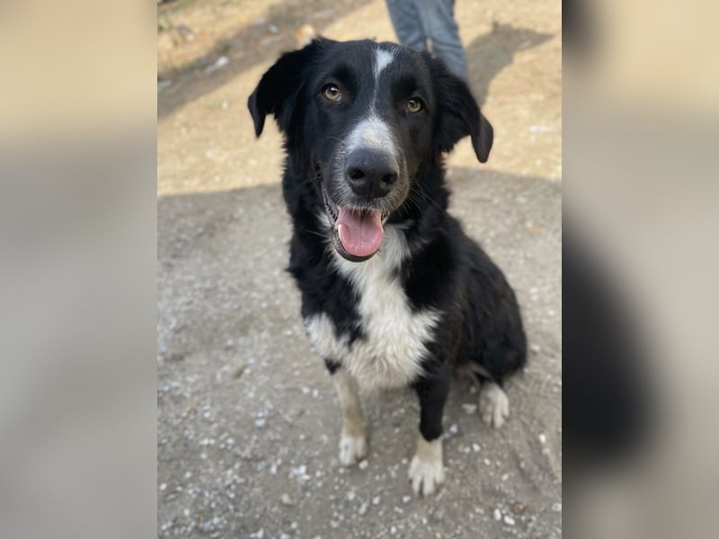 Meredith, geb. ca. 01/2022, lebt in GRIECHENLAND, auf einem Gelände, auf dem die Hunde notdürftig ve