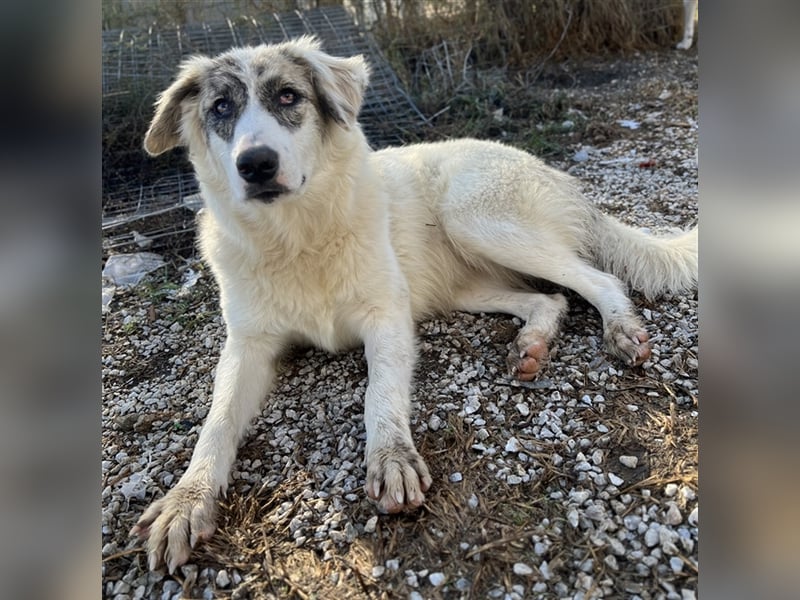 Gerda, geb. ca. 02/2023, lebt in GRIECHENLAND, im städt. Tierheim Serres