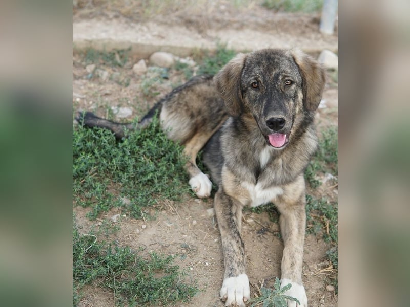 Amelie, geb. ca. 02/2024, lebt in GRIECHENLAND, im städt. Tierheim Serres