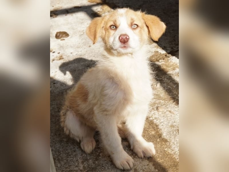 Josefine, geb. ca. 12/2025, lebt in GRIECHENLAND, im städt. Tierheim Serres