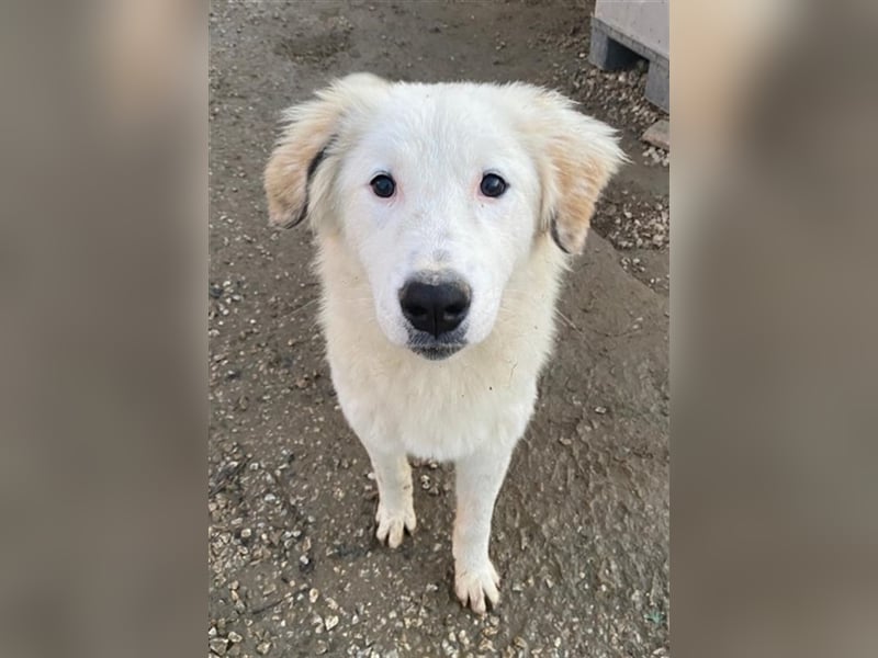 Skippy, geb. ca. 05/2022, lebt in GRIECHENLAND, im städt. Tierheim Serres