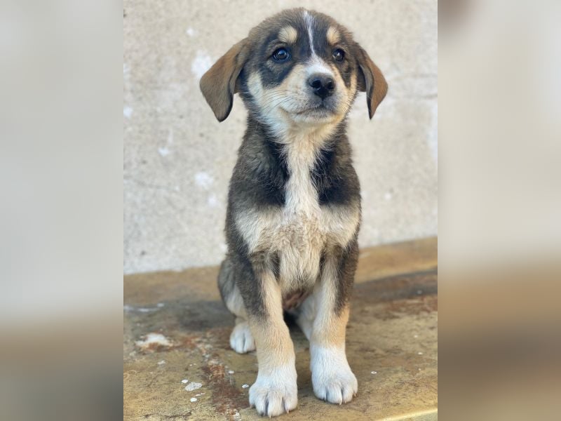 Sissy, geb. ca. 03/2026 , lebt in GRIECHENLAND, auf einer privaten Pflegestelle