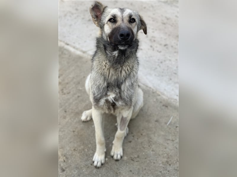 Tinnúviel, geb. ca. 06/2023, lebt in GRIECHENLAND, im städt. Tierheim Serres