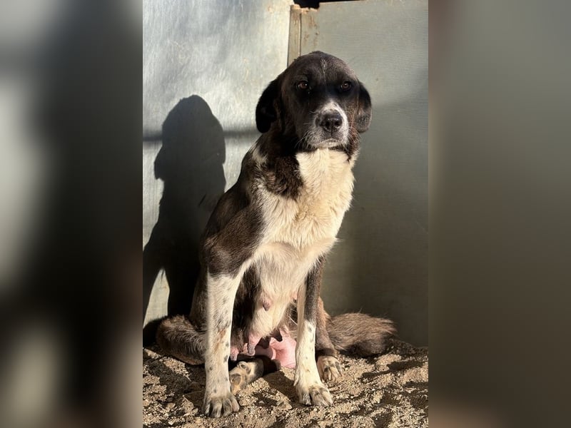 Mère, geb. ca. 03/2023, lebt in GRIECHENLAND, im städt. Tierheim Serres