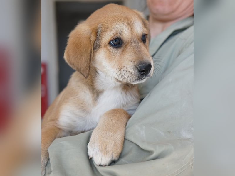 Krissy, geb. ca. 12/2025, lebt in GRIECHENLAND, auf einer privaten Pflegestelle