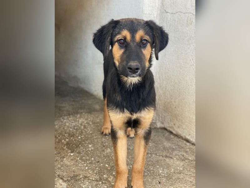 Glinda, geb. ca. 07/2025, lebt in GRIECHENLAND, im städt. Tierheim Serres