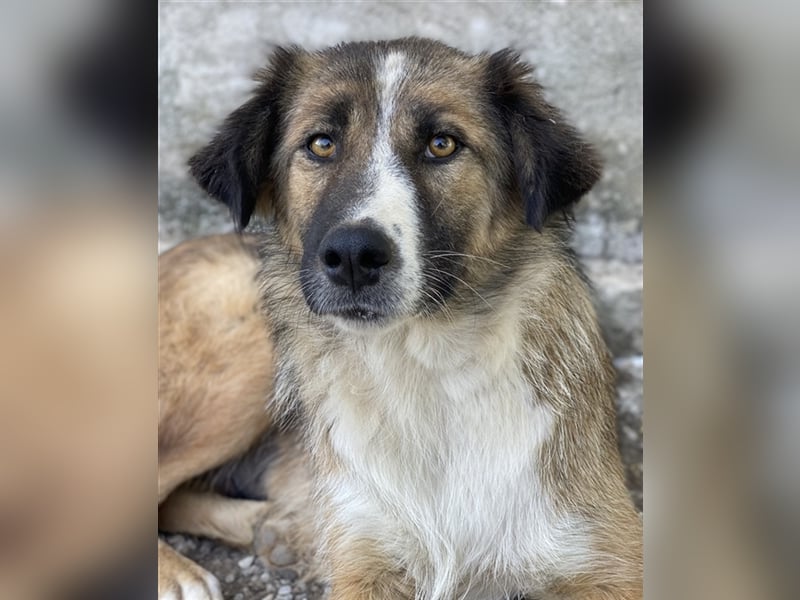 Poppi, geb. ca. 06/2021, lebt in GRIECHENLAND, im städt. Tierheim Serres