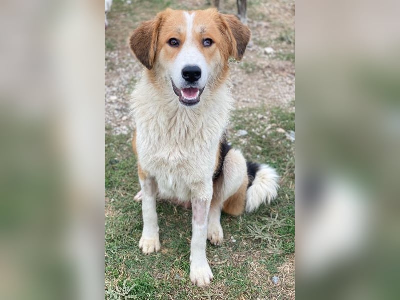 Carys, geb. ca. 10/2024, lebt in GRIECHENLAND, im städt. Tierheim Serres