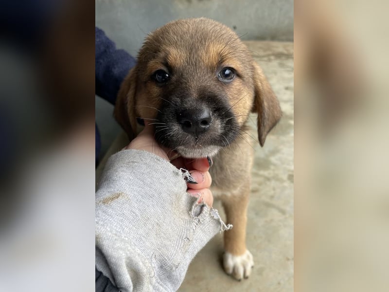 Mucki, geb. ca. 11/2025, lebt in GRIECHENLAND, auf einer privaten Pflegestelle