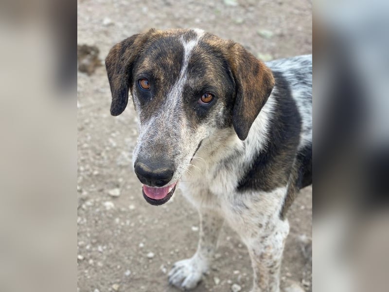 Nonga, geb. ca. 06/2023, lebt in GRIECHENLAND, im städt. Tierheim Serres