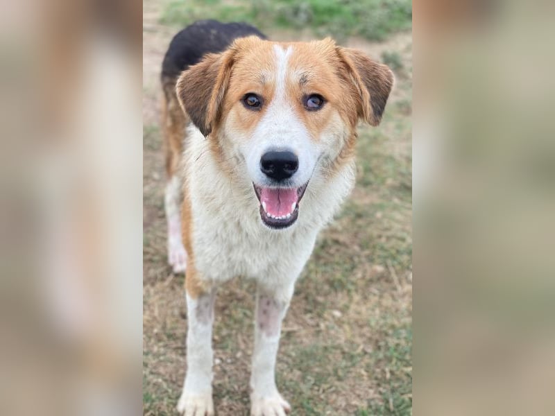 Carys, geb. ca. 10/2024, lebt in GRIECHENLAND, im städt. Tierheim Serres