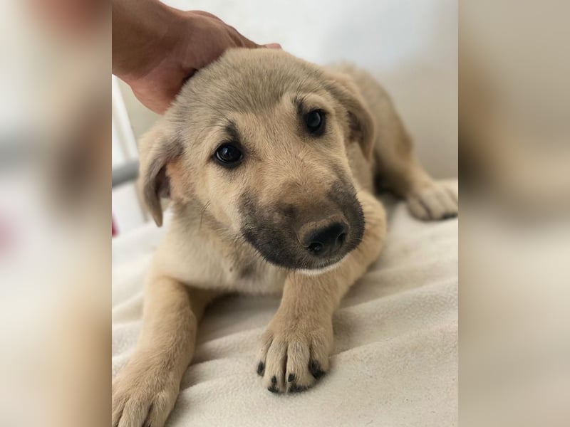Glandy, geb. ca. 03/2025, lebt in GRIECHENLAND, im städt. Tierheim Serres