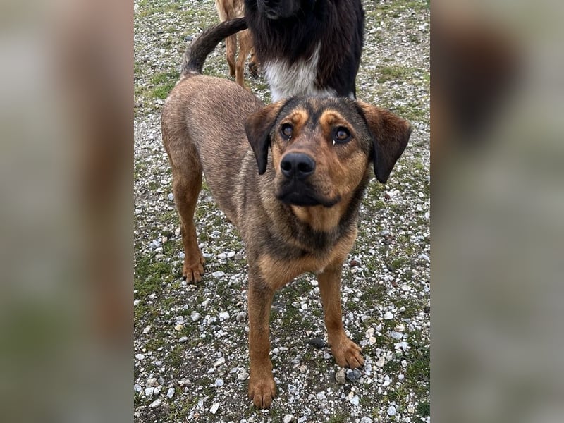 Valmira, geb. ca. 05/2024, lebt in GRIECHENLAND, auf einem Gelände, auf dem die Hunde notdürftig ver