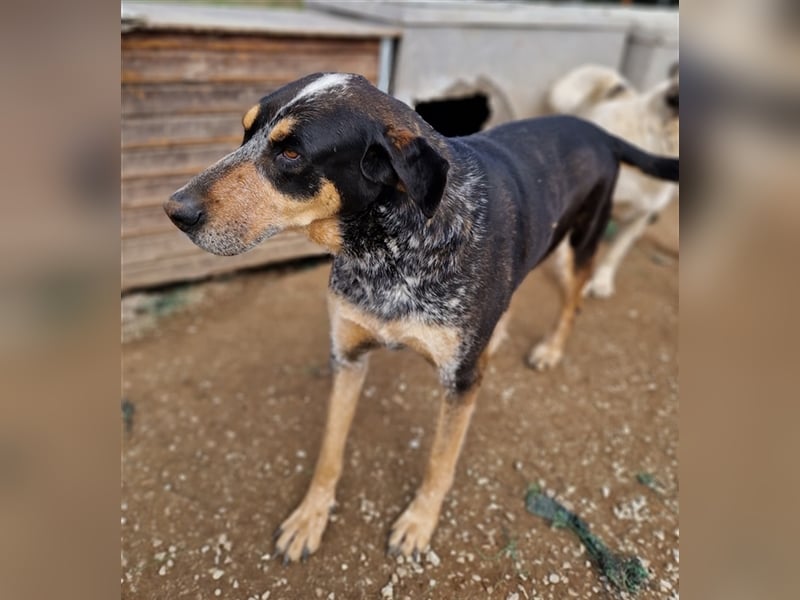 Bert, geb. ca. 10/2019, lebt in GRIECHENLAND, im städt. Tierheim Serres