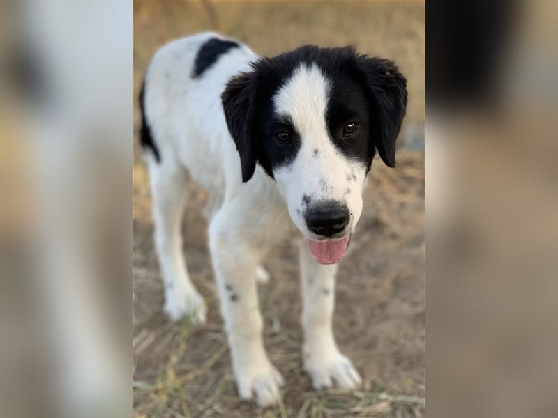 Umia, geb. ca. 05/2022, lebt in GRIECHENLAND, auf einer privaten Pflegestelle