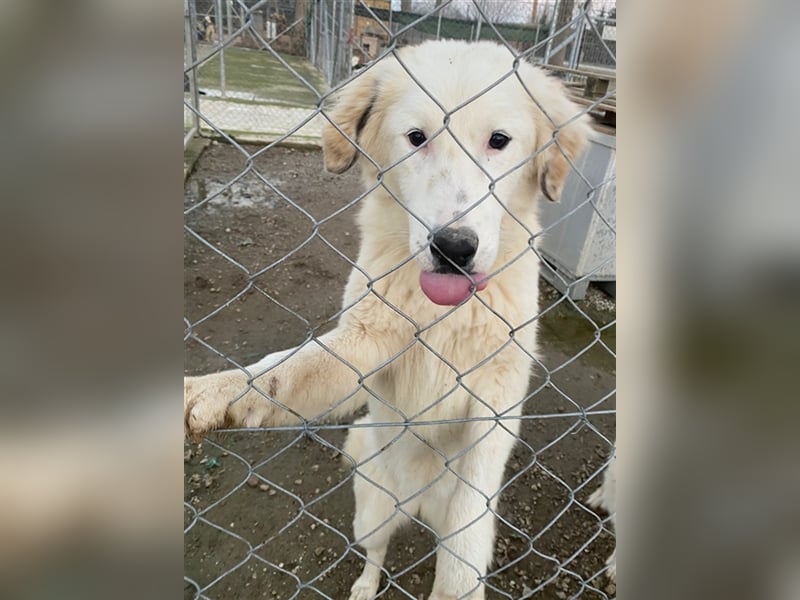 Skippy, geb. ca. 05/2022, lebt in GRIECHENLAND, im städt. Tierheim Serres