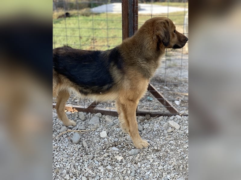 Kerchak, geb. ca. 07/2021, lebt in GRIECHENLAND, im städt. Tierheim Serres