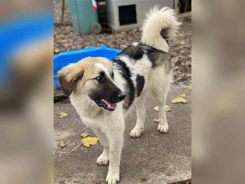 Otys, geb. ca. 03/2022, lebt in GRIECHENLAND, im städt. Tierheim Serres